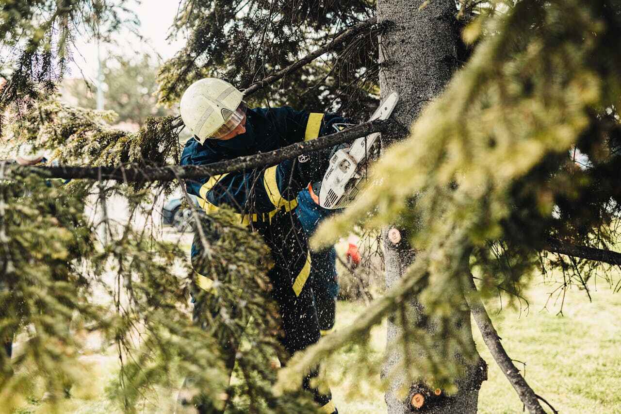 Best Tree Trimming Near Me  in , FL